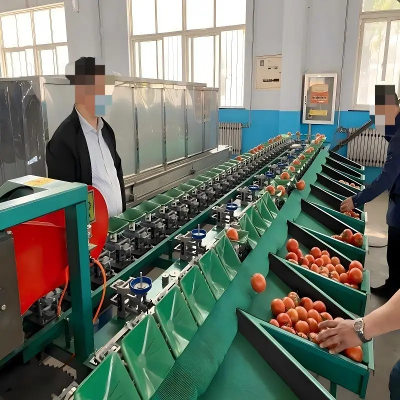 Fresh Fruit and Vegetable Sorting-aw (1)