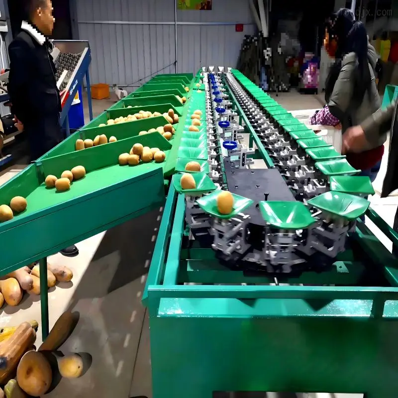 Fresh Fruit and Vegetable Sorting-aw (6)