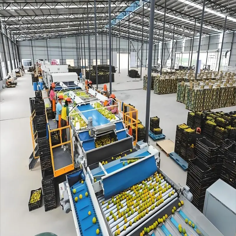 Fresh Fruit and Vegetable Sorting
